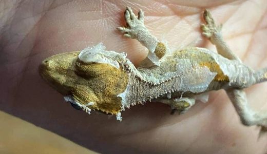 Crested Gecko: Breed Profile and A Complete Owners Guide – SNOUT STORY